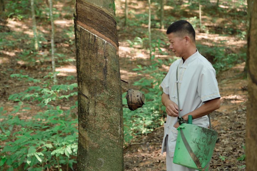 在云南省普洱市孟连傣族拉祜族佤族自治县,当地保险机构推出的橡胶“保险+期货”项目,利用险种优势来减少价格波动对胶农的影响,提高橡胶产出收益,缓解胶农因橡胶价格下跌致贫的风险。 图为今年8月,该县勐马镇勐啊村胶农正在割胶。 黄盛摄
